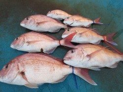 アジアマリンサービス 釣果