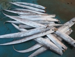 アジアマリンサービス 釣果