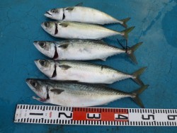 アジアマリンサービス 釣果