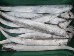 アジアマリンサービス 釣果