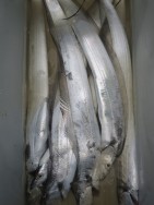 アジアマリンサービス 釣果