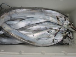 アジアマリンサービス 釣果