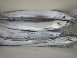 アジアマリンサービス 釣果