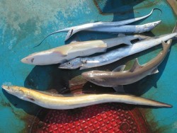 アジアマリンサービス 釣果