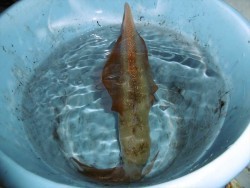 ハピネスⅡ 釣果