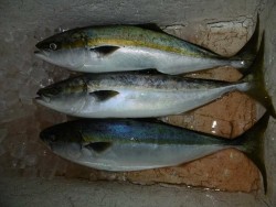 ハピネスⅡ 釣果