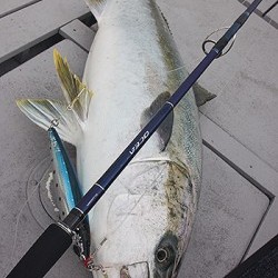 IZANAGI　イザナギ 釣果