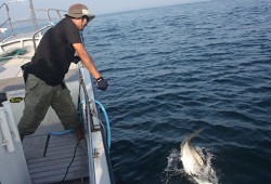 IZANAGI　イザナギ 釣果