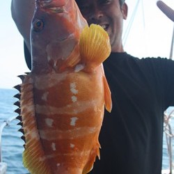 IZANAGI　イザナギ 釣果