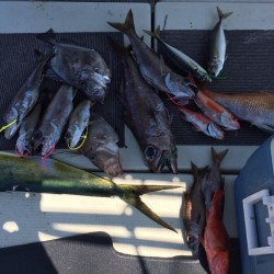 かいもん丸 釣果