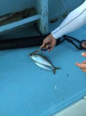 かいもん丸 釣果