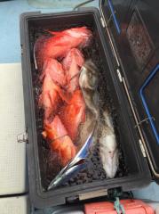 かいもん丸 釣果