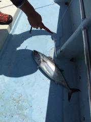 かいもん丸 釣果