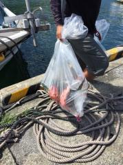 かいもん丸 釣果