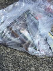 かいもん丸 釣果