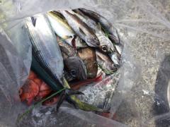 かいもん丸 釣果