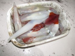 ジギング船 BLUEWATER 釣果