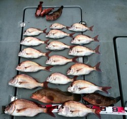 さんさん丸 釣果