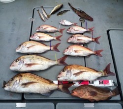 さんさん丸 釣果