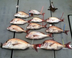 さんさん丸 釣果