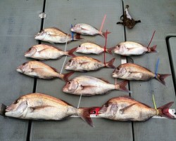 さんさん丸 釣果