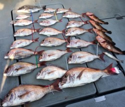 さんさん丸 釣果