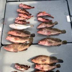 さんさん丸 釣果