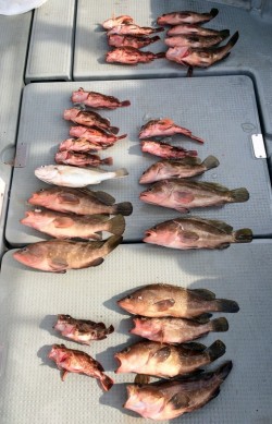 さんさん丸 釣果