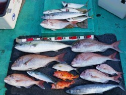 清和丸 釣果