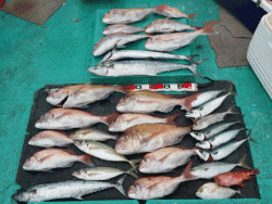清和丸 釣果