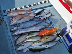 清和丸 釣果