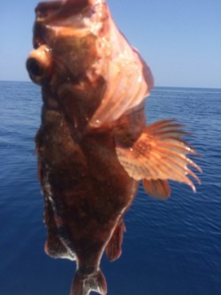 Blue.win 海人丸 釣果