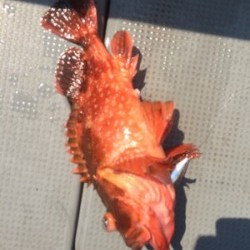 Blue.win 海人丸 釣果