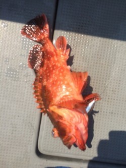 Blue.win 海人丸 釣果