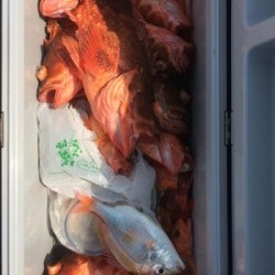 Blue.win 海人丸 釣果