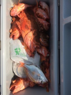 Blue.win 海人丸 釣果