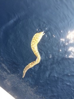 Blue.win 海人丸 釣果