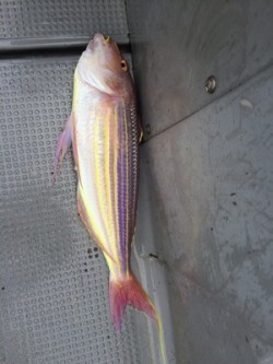 Blue.win 海人丸 釣果