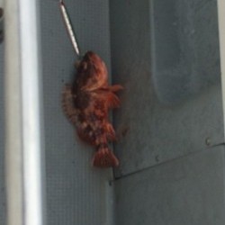 Blue.win 海人丸 釣果