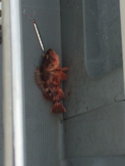 Blue.win 海人丸 釣果