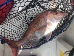 「LaGooN」蒼陽丸 日和号　 釣果