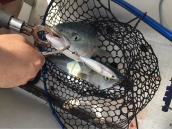 「LaGooN」蒼陽丸 日和号　 釣果