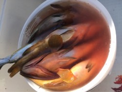 「LaGooN」蒼陽丸 日和号　 釣果