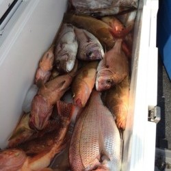 エヌスタイル 釣果