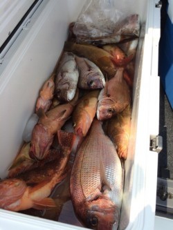 エヌスタイル 釣果