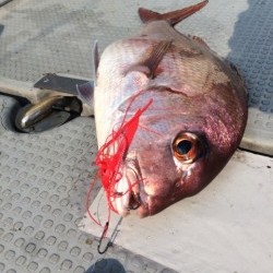 エヌスタイル 釣果