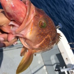 エヌスタイル 釣果