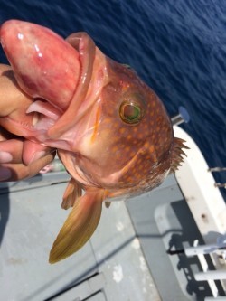 エヌスタイル 釣果