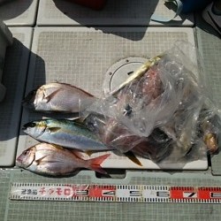 チャモロ 釣果