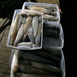 エヌスタイル 釣果